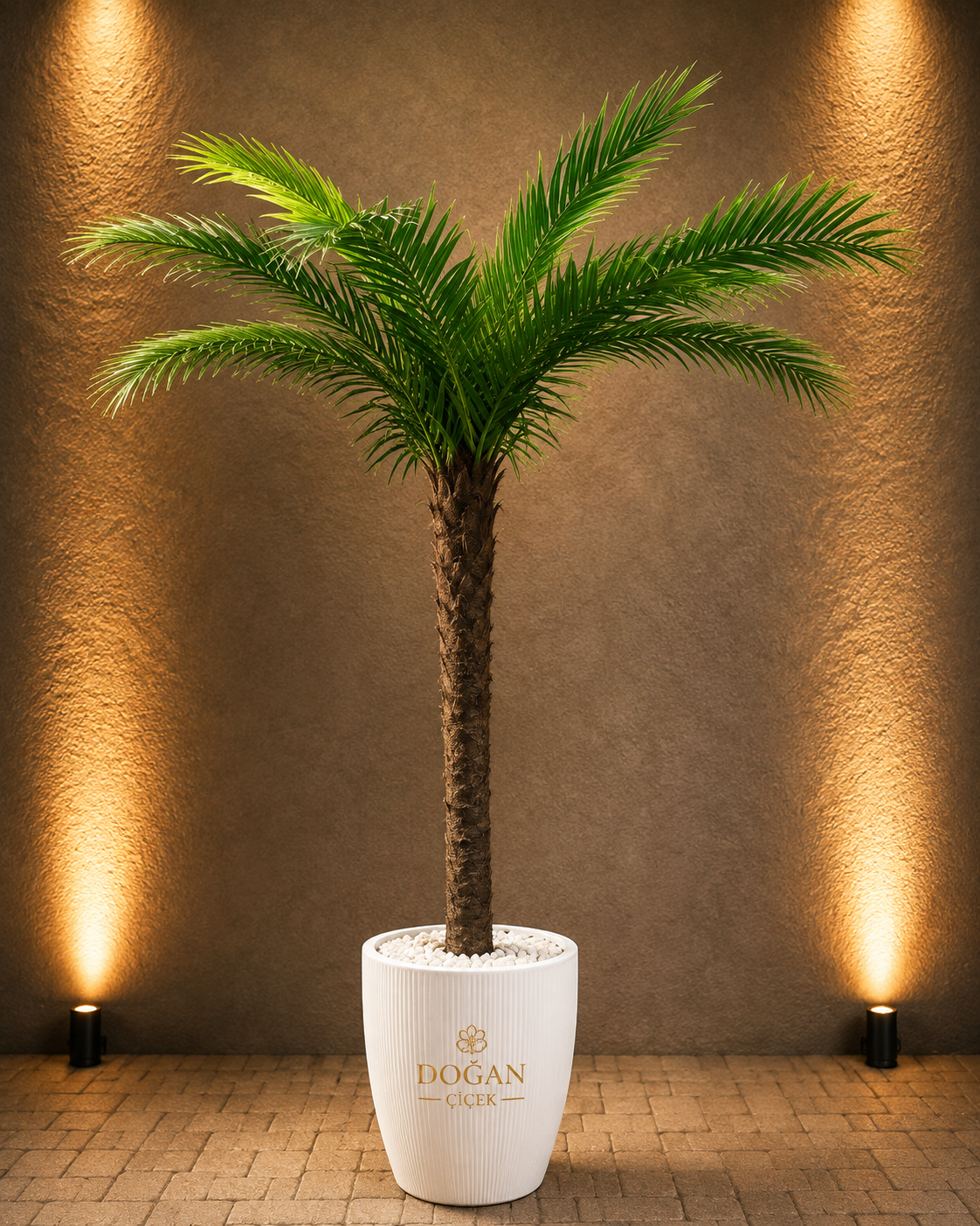 yapau palmiye a�ac�