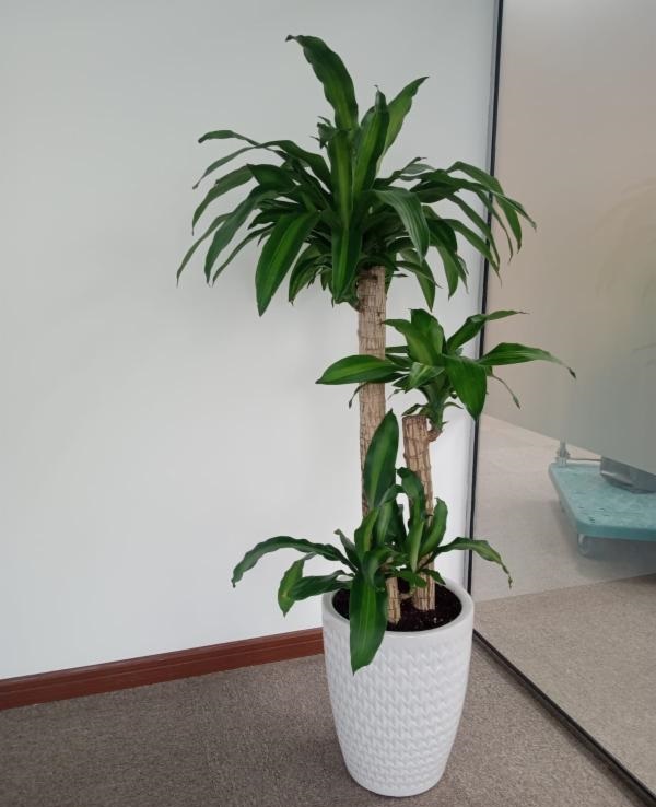 150 Cm Massengena Fuar Bitkisi