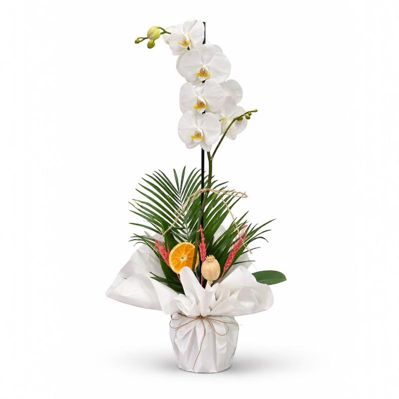 BEYAZ PHALAENOPS�S