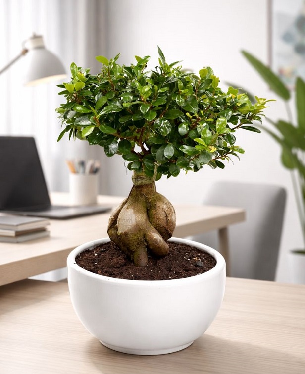 Bonsai Bitkisi